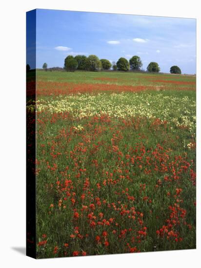 Indian Paintbrush meadow, Taberville Prairie Natural Area, Missouri, USA-Charles Gurche-Premier Image Canvas