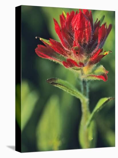 Indian Paintbrush-Chuck Haney-Premier Image Canvas