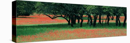 Indian Paintbrushes and Scattered Oaks, Texas Hill Co, Texas, USA-null-Premier Image Canvas