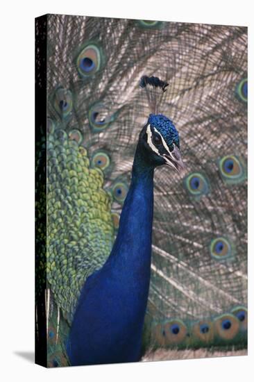 Indian Peafowl-DLILLC-Premier Image Canvas