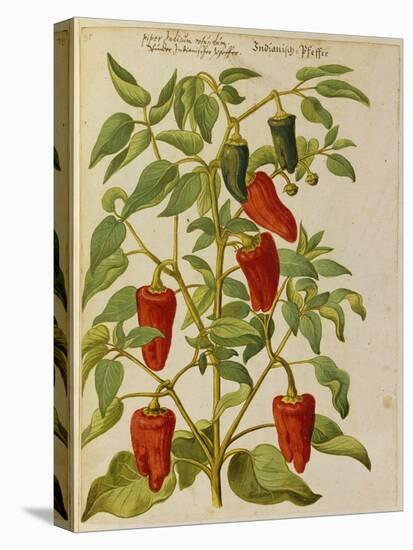 Indian Pepper. from 'Camerarius Florilegium'-Joachim Camerarius-Premier Image Canvas