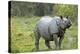 Indian Rhinoceros-Tony Camacho-Premier Image Canvas