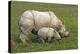 Indian Rhinoceroses-Tony Camacho-Premier Image Canvas