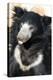 Indian Sloth Bear-Spaxia-Premier Image Canvas