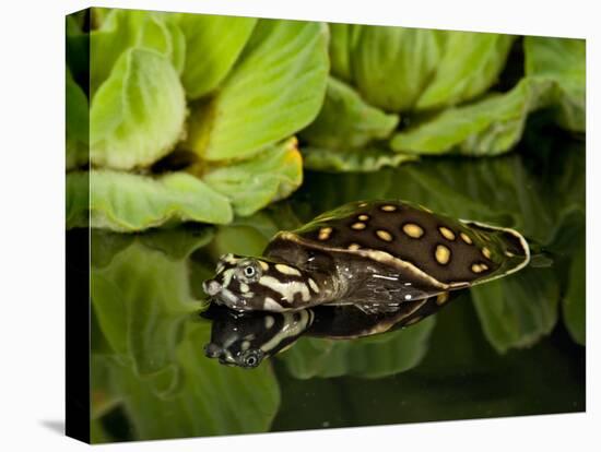 Indian Spotted Softshell Turtle, Lisemys Punctata, Native to India-David Northcott-Premier Image Canvas