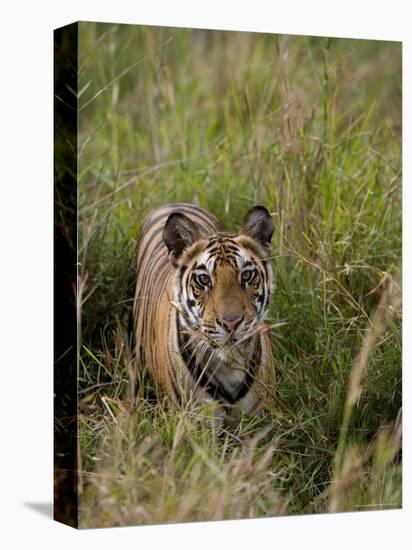 Indian Tiger, Bandhavgarh National Park, Madhya Pradesh State, India-Thorsten Milse-Premier Image Canvas