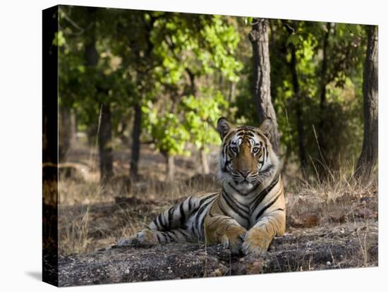 Indian Tiger, Bandhavgarh National Park, Madhya Pradesh State, India-Milse Thorsten-Premier Image Canvas