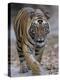Indian Tiger, Bandhavgarh Tiger Reserve, Madhya Pradesh State, India-Milse Thorsten-Premier Image Canvas
