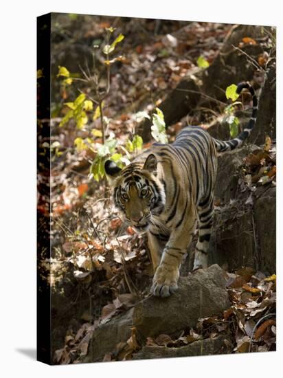 Indian Tiger (Bengal Tiger, Bandhavgarh National Park, Madhya Pradesh State, India-Milse Thorsten-Premier Image Canvas