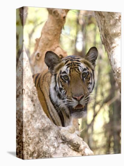 Indian Tiger (Bengal Tiger) (Panthera Tigris Tigris), Bandhavgarh National Park, India-Thorsten Milse-Premier Image Canvas