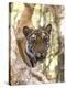 Indian Tiger (Bengal Tiger) (Panthera Tigris Tigris), Bandhavgarh National Park, India-Thorsten Milse-Premier Image Canvas