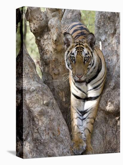 Indian Tiger (Bengal Tiger) (Panthera Tigris Tigris), Bandhavgarh National Park, India-Thorsten Milse-Premier Image Canvas