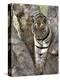 Indian Tiger (Bengal Tiger) (Panthera Tigris Tigris), Bandhavgarh National Park, India-Thorsten Milse-Premier Image Canvas