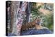 Indian tiger, Madya Pradesh, India-Art Wolfe Wolfe-Premier Image Canvas