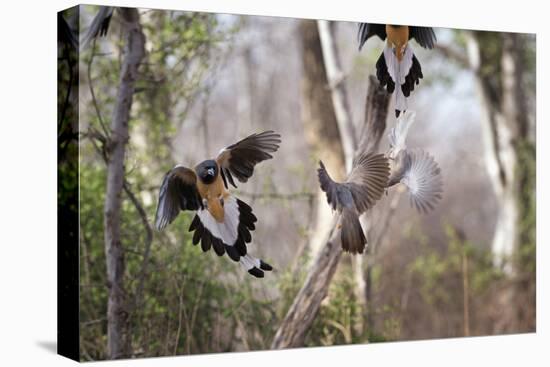 Indian Tree-Pie, Ranthambhore National Park, Rajasthan, India, Asia-Janette Hill-Premier Image Canvas