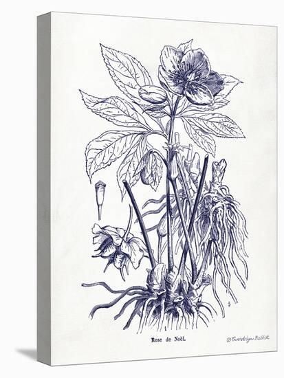 Indigo Botanical II-Gwendolyn Babbitt-Stretched Canvas