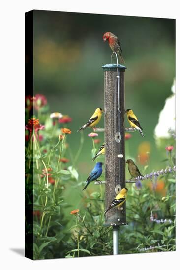 Indigo Bunting, American Goldfinches and a House Finch on a Thistle Feeder, Marion County, Illinois-Richard and Susan Day-Premier Image Canvas