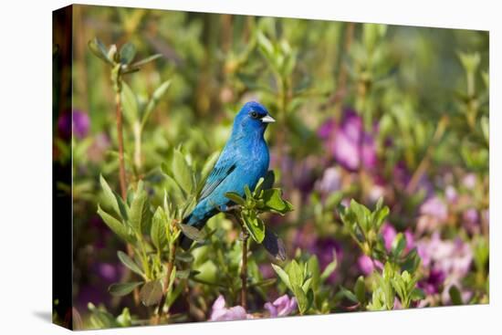 Indigo Bunting Male in Azalea Bush. Marion, Illinois, Usa-Richard ans Susan Day-Premier Image Canvas