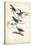 Indigo Bunting-John James Audubon-Stretched Canvas