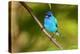 Indigo Bunting-Lantern Press-Stretched Canvas