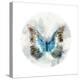 Indigo Butterfly II-Edward Selkirk-Stretched Canvas