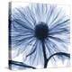 Indigo Chrysanthemum-Albert Koetsier-Stretched Canvas