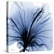 Indigo Hibiscus Turn-Albert Koetsier-Stretched Canvas