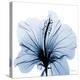 Indigo Hibiscus-Albert Koetsier-Stretched Canvas