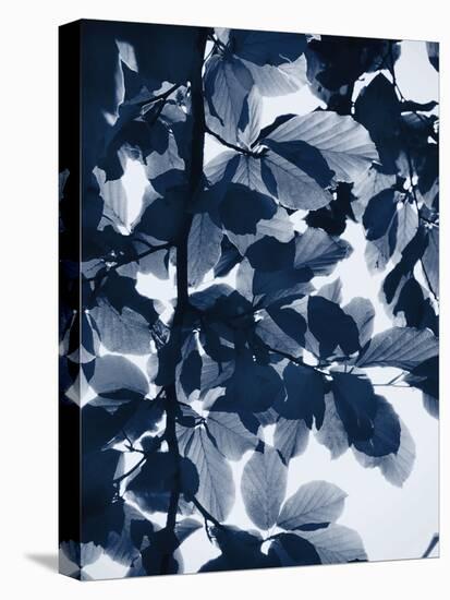 Indigo Leaves-Lexie Greer-Premier Image Canvas