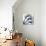 Indigo Luster Cyclamen-Albert Koetsier-Stretched Canvas displayed on a wall