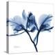 Indigo Orchid-Albert Koetsier-Stretched Canvas