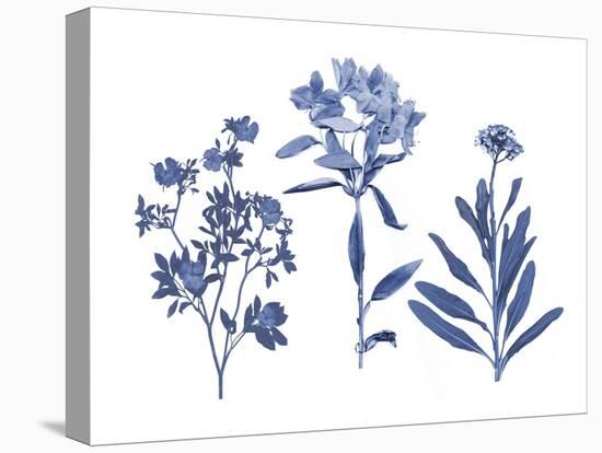 Indigo Pressed Florals II-Studio W-Stretched Canvas