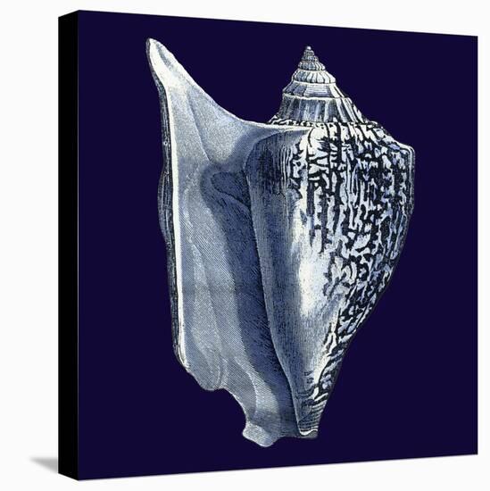 Indigo Shells I-Vision Studio-Stretched Canvas