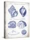 Indigo Shells I-Gwendolyn Babbitt-Stretched Canvas