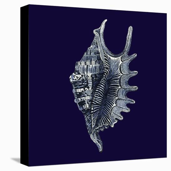 Indigo Shells VI-Vision Studio-Stretched Canvas