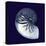 Indigo Shells VII-Vision Studio-Stretched Canvas