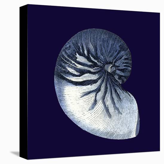 Indigo Shells VII-Vision Studio-Stretched Canvas