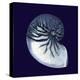 Indigo Shells VII-Vision Studio-Stretched Canvas