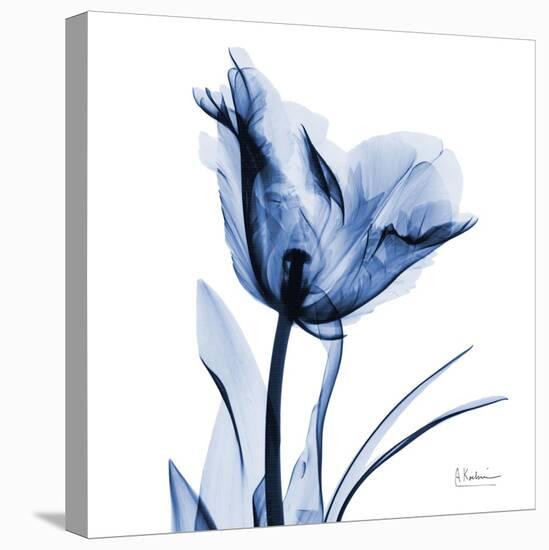 Indigo Softened Tulip-Albert Koetsier-Stretched Canvas