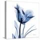 Indigo Softened Tulip-Albert Koetsier-Stretched Canvas