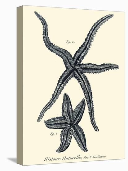 Indigo Starfish II-Denis Diderot-Stretched Canvas