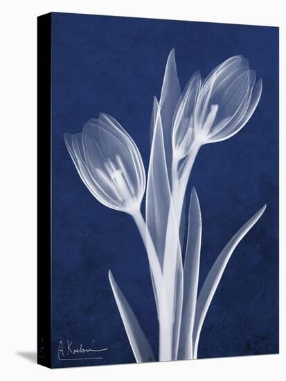 Indigo Tulips-Albert Koetsier-Stretched Canvas