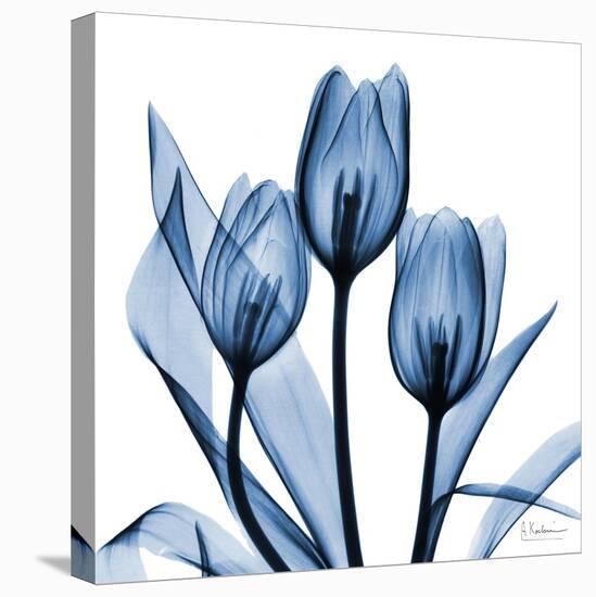 Indigo Tulips-Albert Koetsier-Stretched Canvas