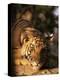 Indo Chinese Tiger Cub, Panthera Tigris Corbetti, Tiger Sanctuary for Confiscated Animals, Thailand-Lousie Murray-Premier Image Canvas