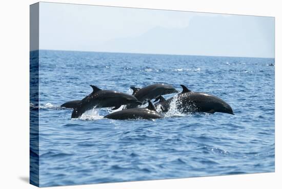 Indo Pacific Bottlenose Dolphins-Louise Murray-Premier Image Canvas