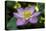 Indonesia, Bali. Close-Up of Opened Lotus Flower-Jaynes Gallery-Premier Image Canvas