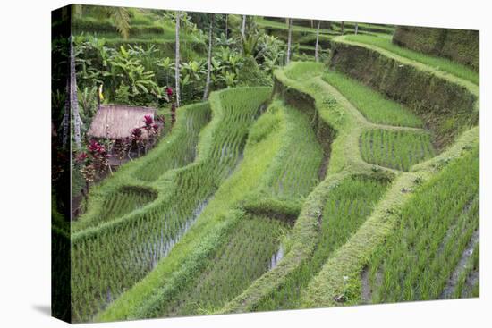 Indonesia, Bali. Terraced Subak Rice Paddies of Bali Island-Emily Wilson-Premier Image Canvas