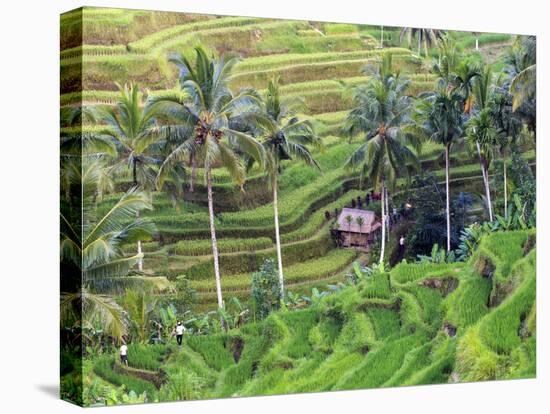 Indonesia, Bali, Ubud, Tegallalang and Ceking Rice Terraces-Michele Falzone-Premier Image Canvas
