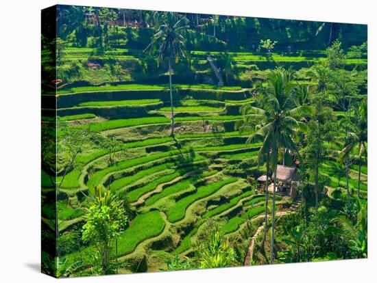 Indonesia, Bali, Ubud. Tegallalang Rice Terraces.-Julie Eggers-Premier Image Canvas