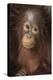 Indonesia, Borneo, Kalimantan. Baby orangutan at Tanjung Puting National Park.-Jaynes Gallery-Premier Image Canvas